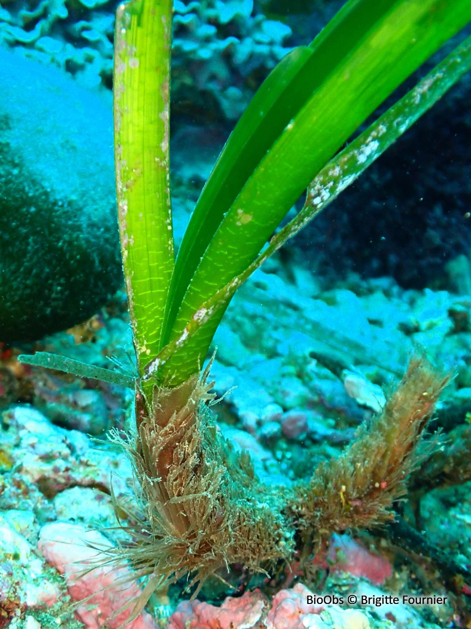 Posidonie - Posidonia oceanica - Brigitte Fournier - BioObs