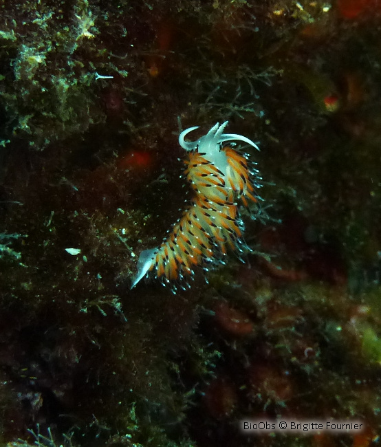 Faceline à ponctuations noires - Caloria elegans - Brigitte Fournier - BioObs