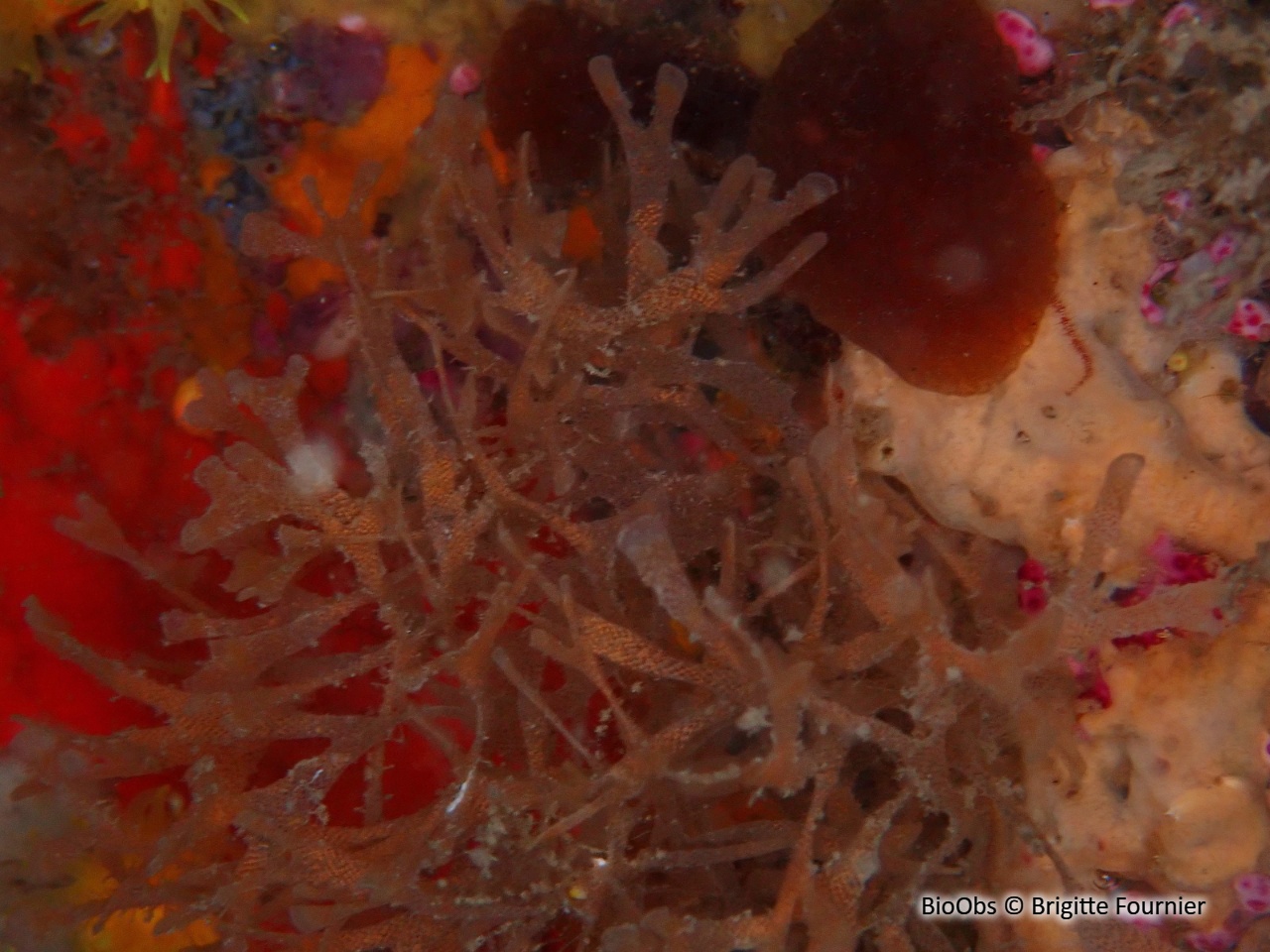 Chartelle délicate de Méditerranée - Chartella tenella - Brigitte Fournier - BioObs