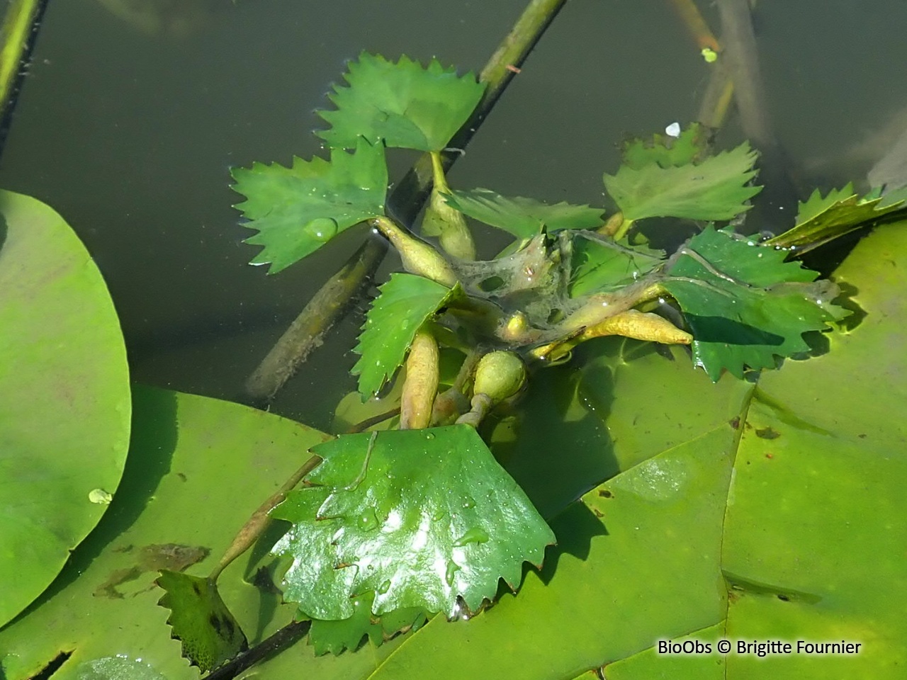 Macre nageante - Trapa natans - Brigitte Fournier - BioObs