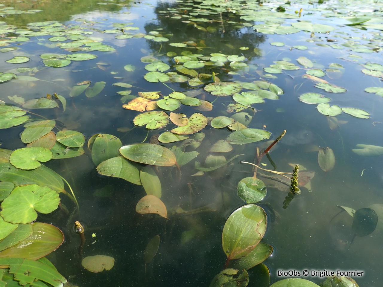 Potamot noueux - Potamogeton nodosus - Brigitte Fournier - BioObs