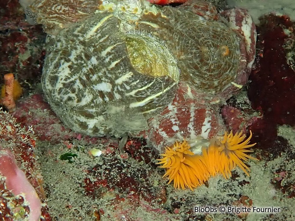 Anémone parasite (pagure) - Calliactis parasitica - Brigitte Fournier - BioObs