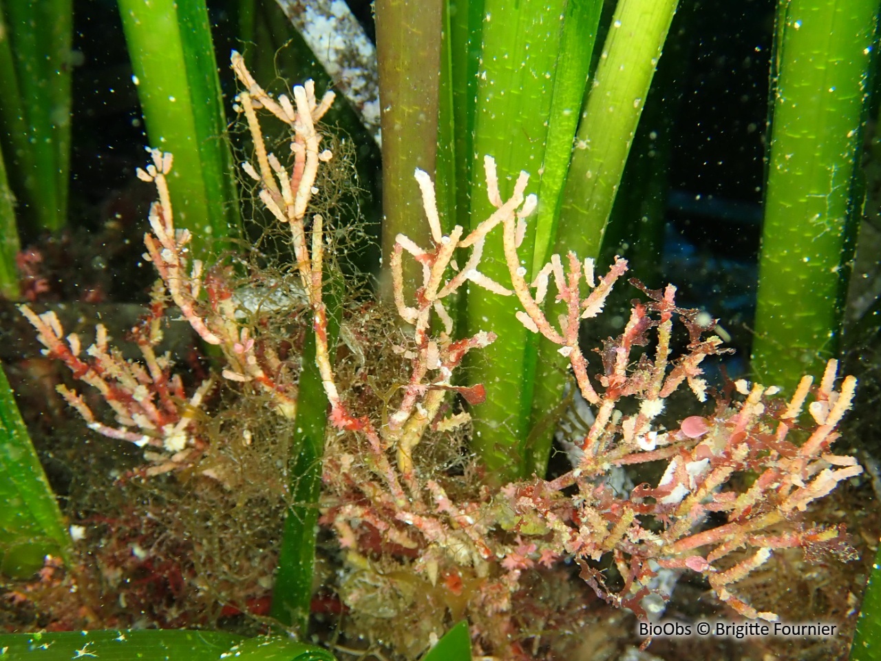 Bryozoaire cactus-cierge - Margaretta cereoides - Brigitte Fournier - BioObs
