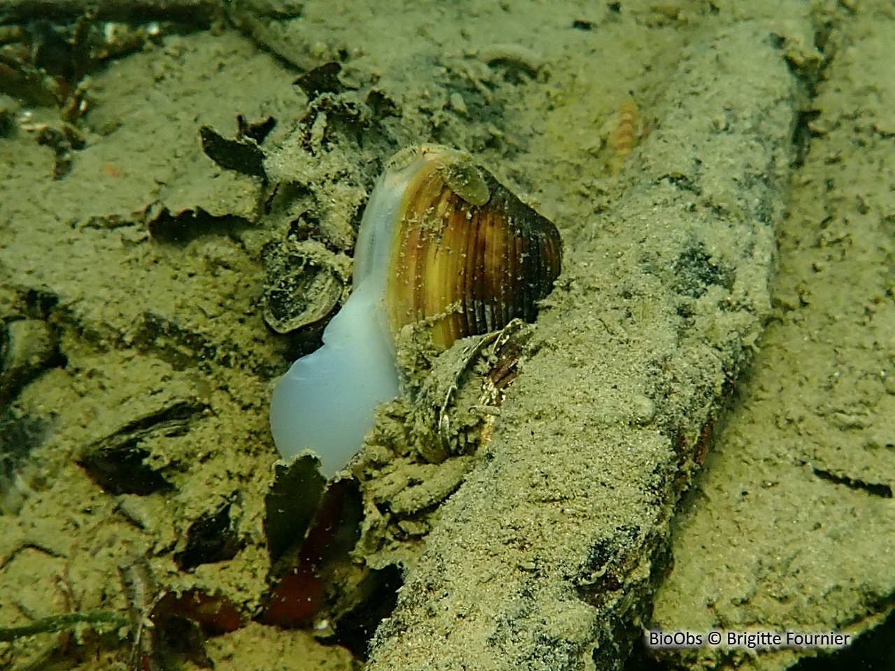 Corbicule asiatique - Corbicula fluminea - Brigitte Fournier - BioObs