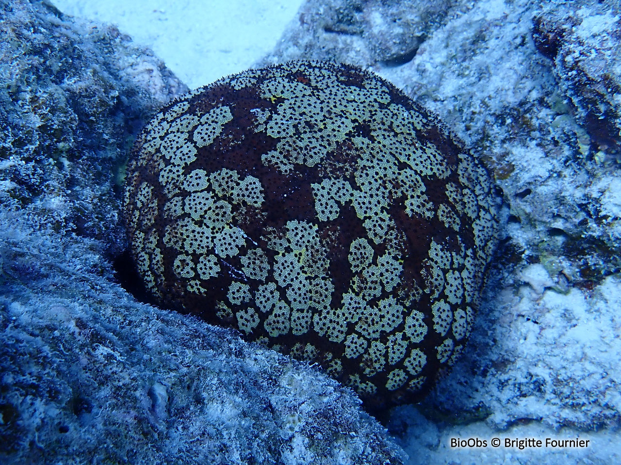 Etoile de mer coussin du Pacifique - Culcita novaeguineae - Brigitte Fournier - BioObs