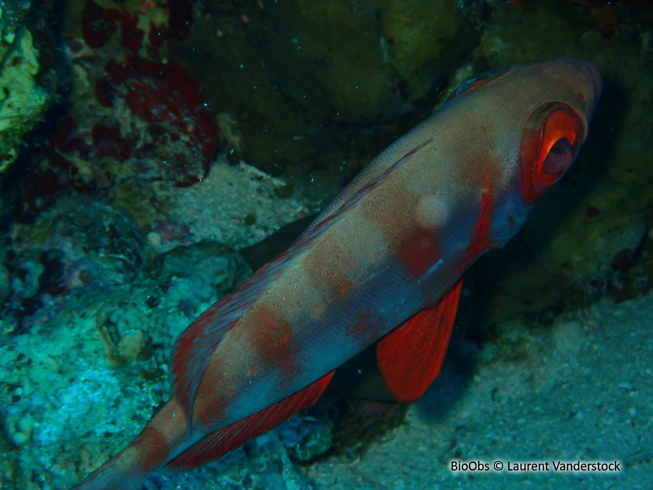 Soleil - Heteropriacanthus cruentatus - Brigitte Fournier - BioObs