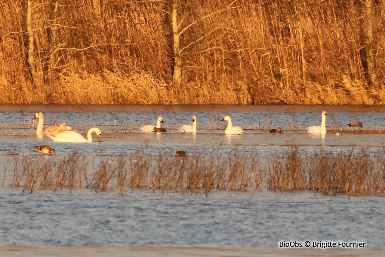 Cygne de Bewick - Cygnus columbianus - Brigitte Fournier - BioObs