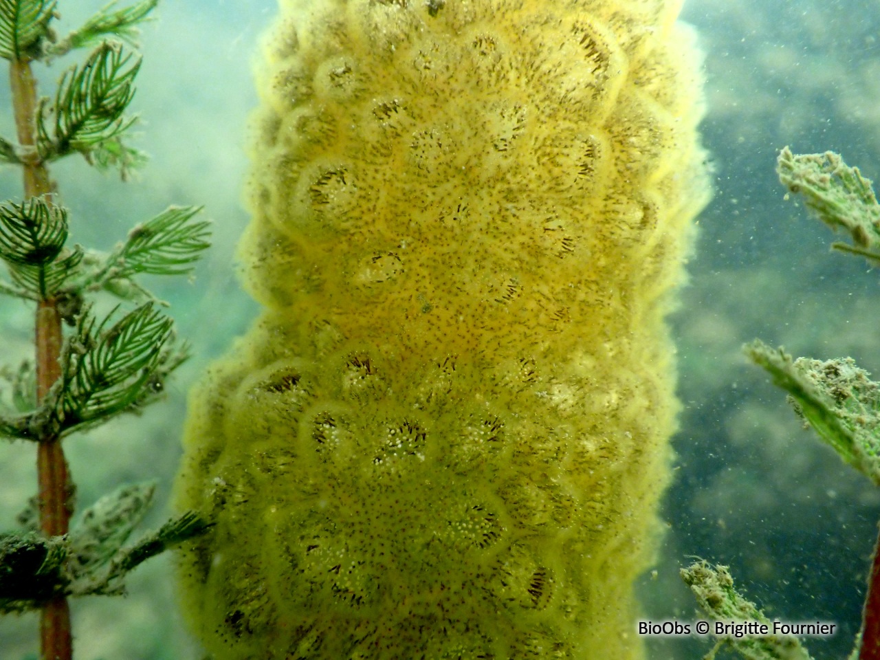 Bryozoaire flottant - Pectinatella magnifica - Brigitte Fournier - BioObs