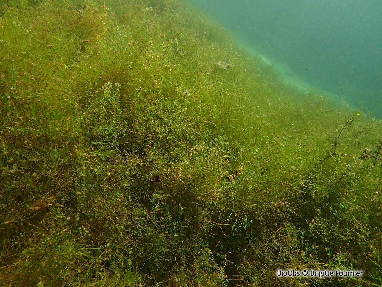 Characées - Characeae sp. - Brigitte Fournier - BioObs