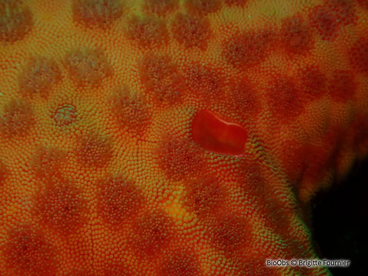 Etoile de mer lisse - Hacelia attenuata - Brigitte Fournier - BioObs