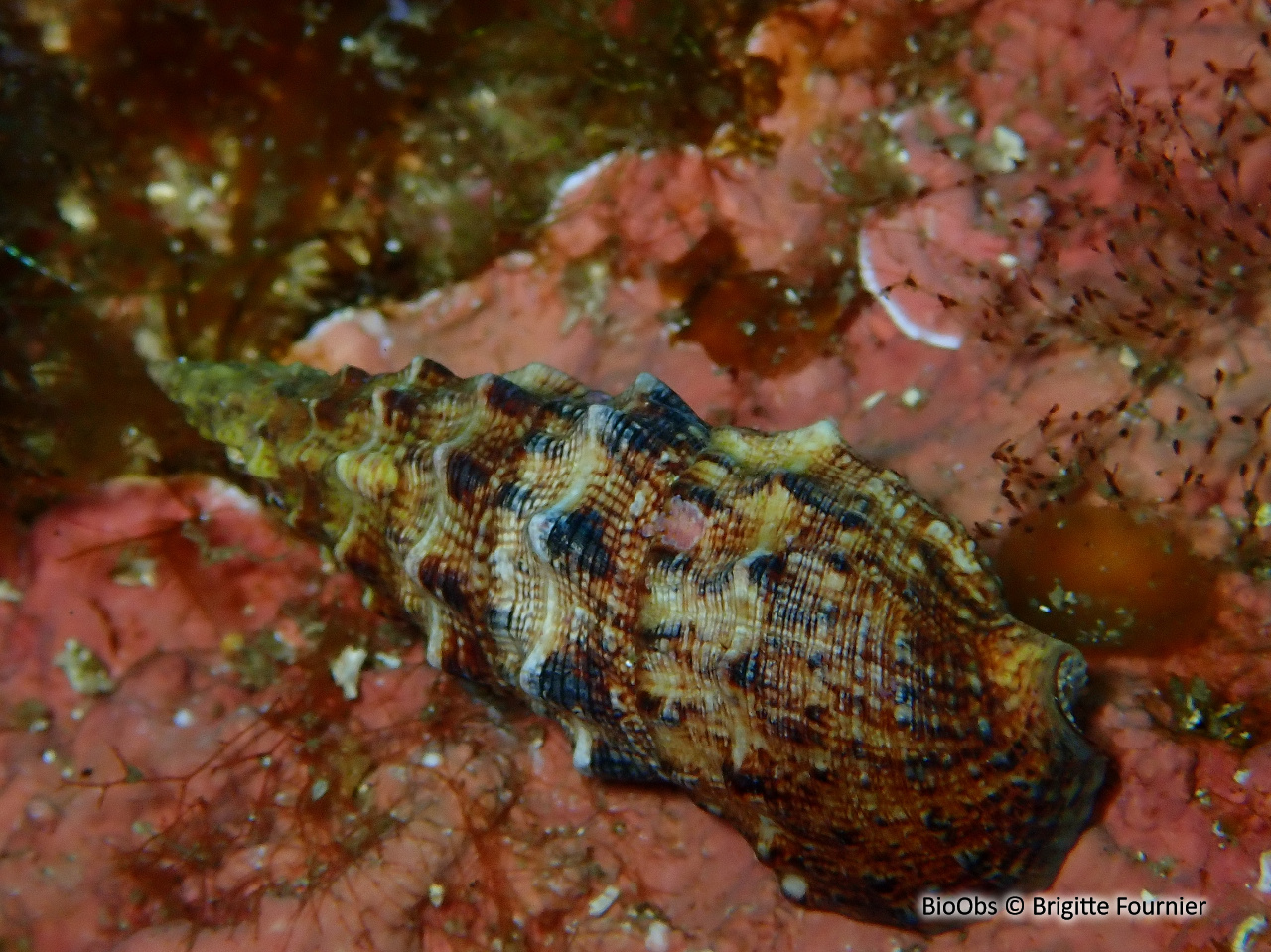 Cérithe goumier - Cerithium vulgatum - Brigitte Fournier - BioObs