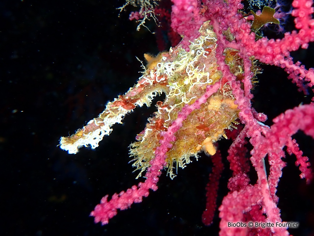 Avicule hirondelle - Pteria hirundo - Brigitte Fournier - BioObs