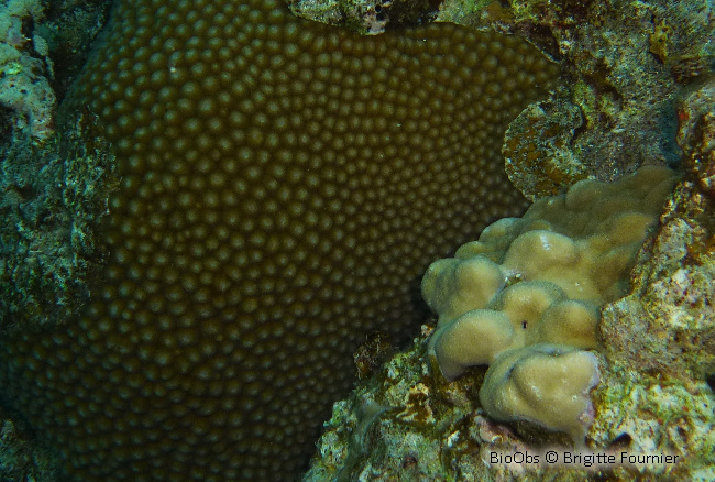 Corail-étoile poreux - Astreopora myriophthalma - Brigitte Fournier - BioObs