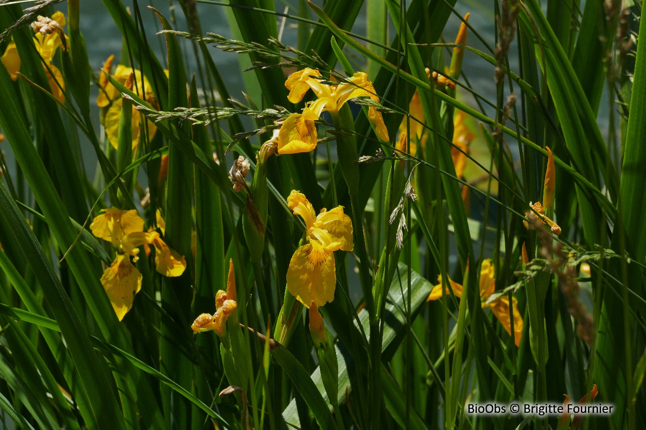 Iris faux-acore - Iris pseudacorus - Brigitte Fournier - BioObs