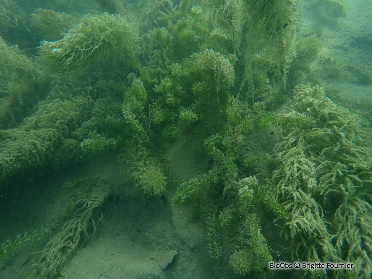 Pesse - Hippuris vulgaris - Brigitte Fournier - BioObs