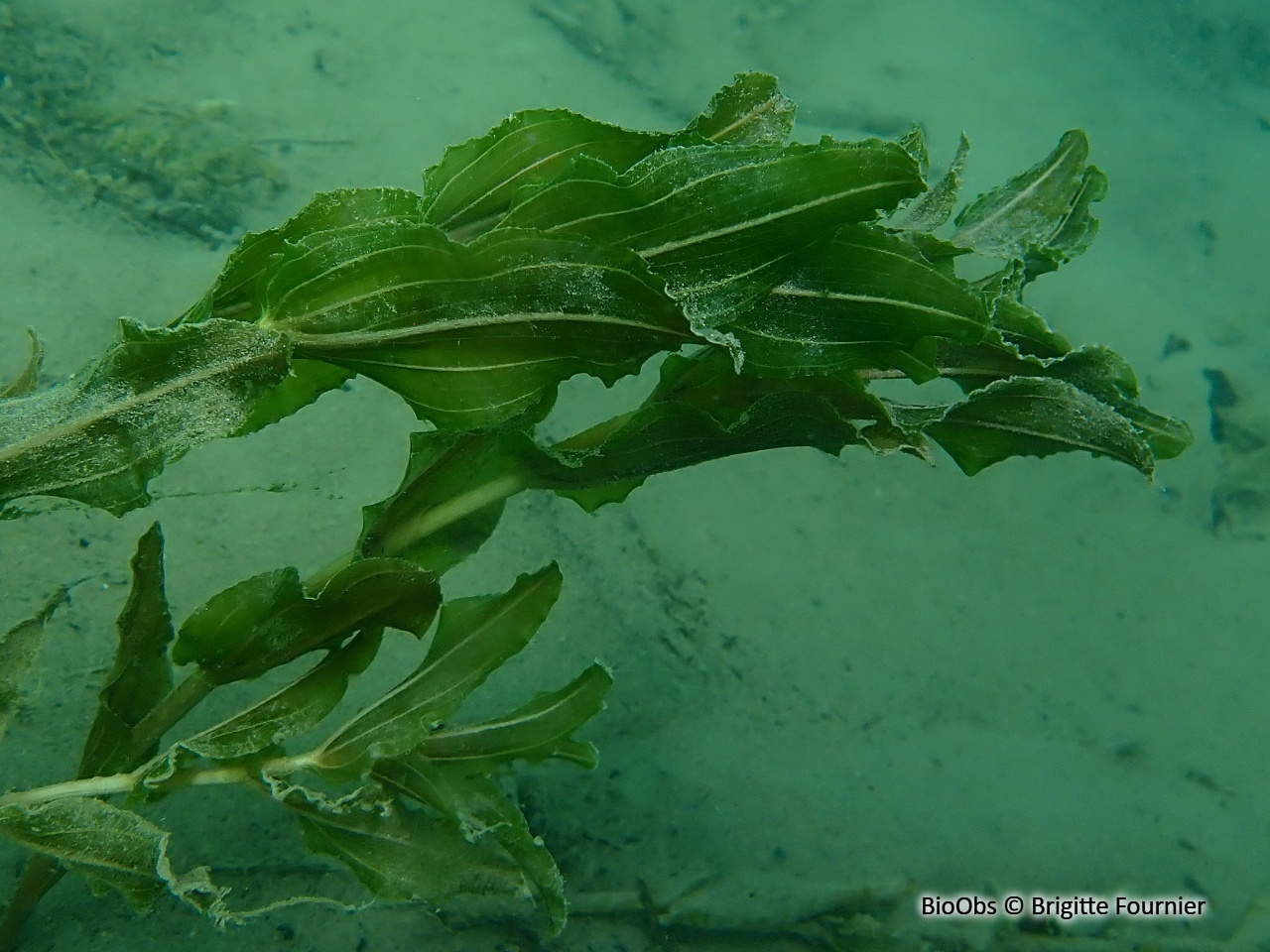Potamot perfolié - Potamogeton perfoliatus - Brigitte Fournier - BioObs