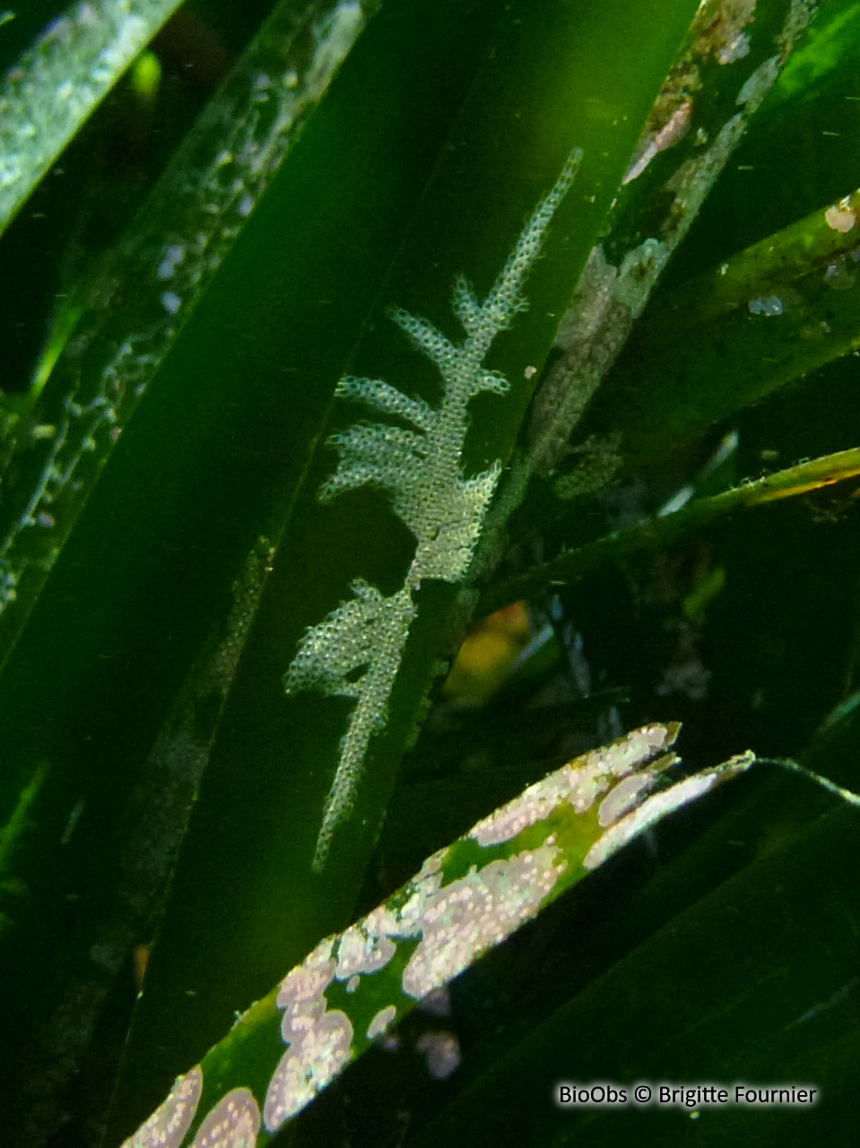 Bryozoaire de la posidonie - Electra posidoniae - Brigitte Fournier - BioObs