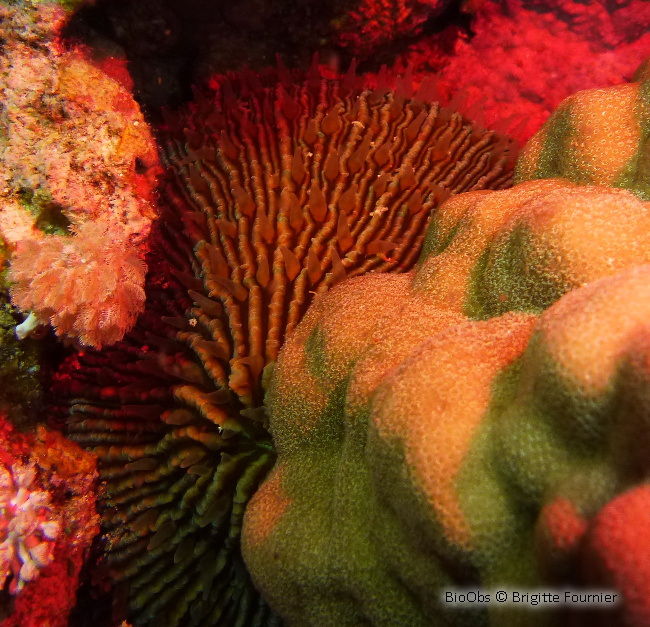 Corail-champignon hirsute - Danafungia horrida - Brigitte Fournier - BioObs