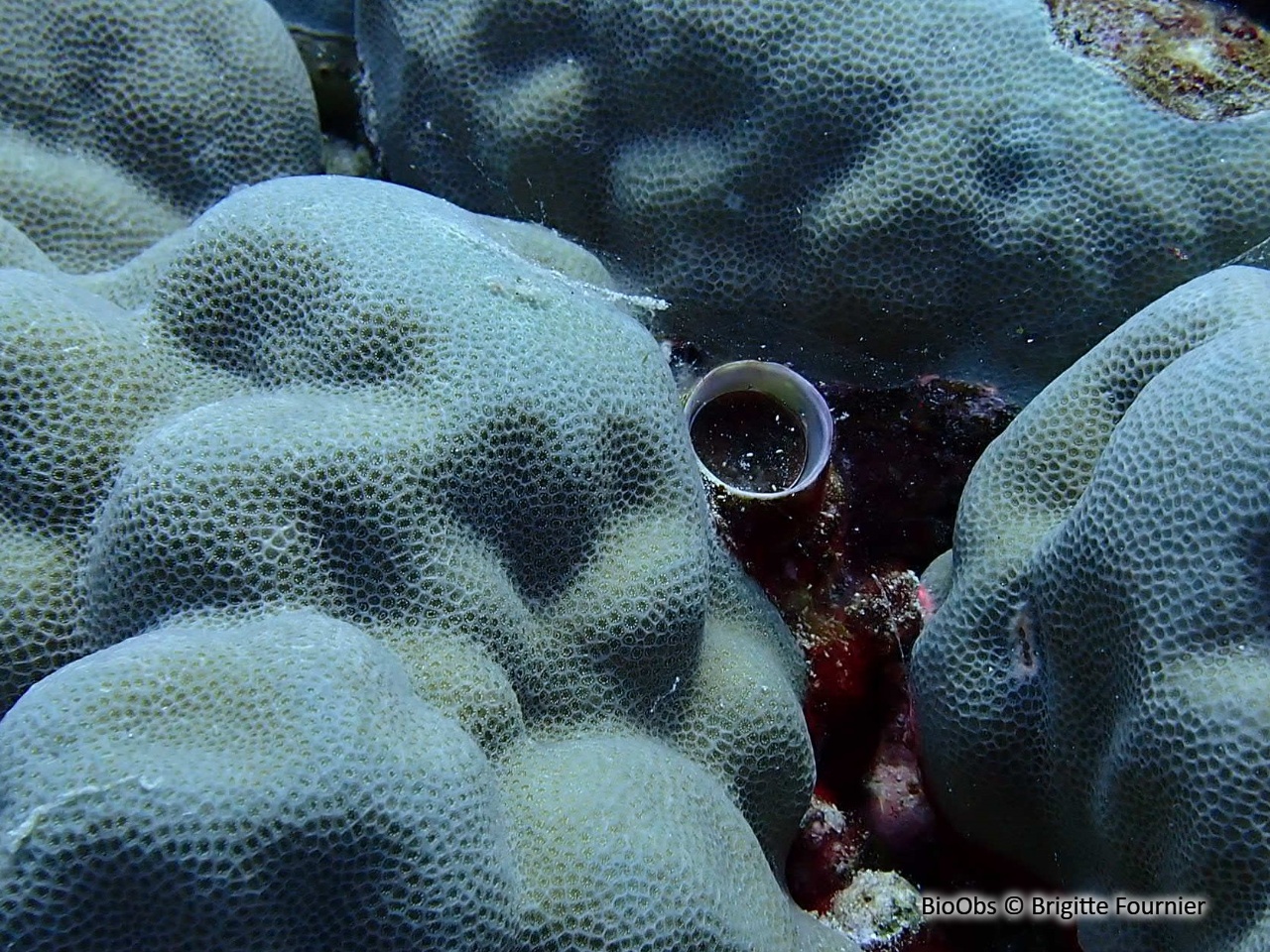 Grand vermet tropical - Ceraesignum maximum - Brigitte Fournier - BioObs