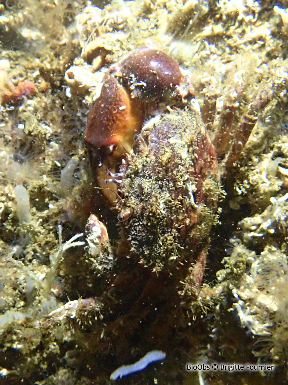 Crabe verruqueux - Eriphia verrucosa - Brigitte Fournier - BioObs