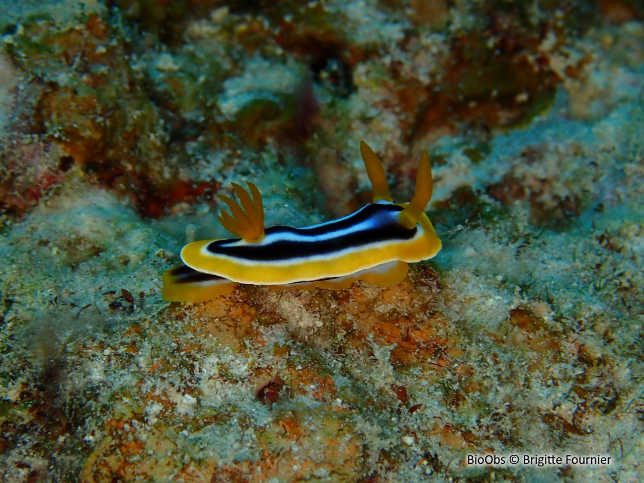 Doris-pyjama - Chromodoris quadricolor - Brigitte Fournier - BioObs