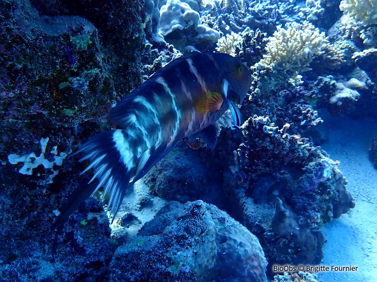 Vieille rayée - Cheilinus fasciatus - Brigitte Fournier - BioObs