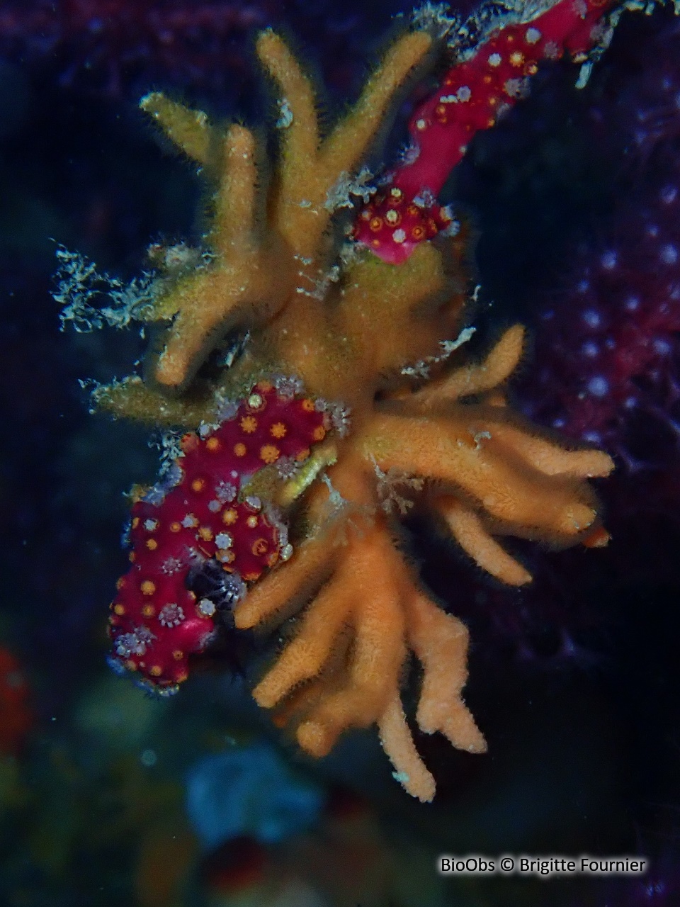 Petites cornes de cerf - Omalosecosa ramulosa - Brigitte Fournier - BioObs