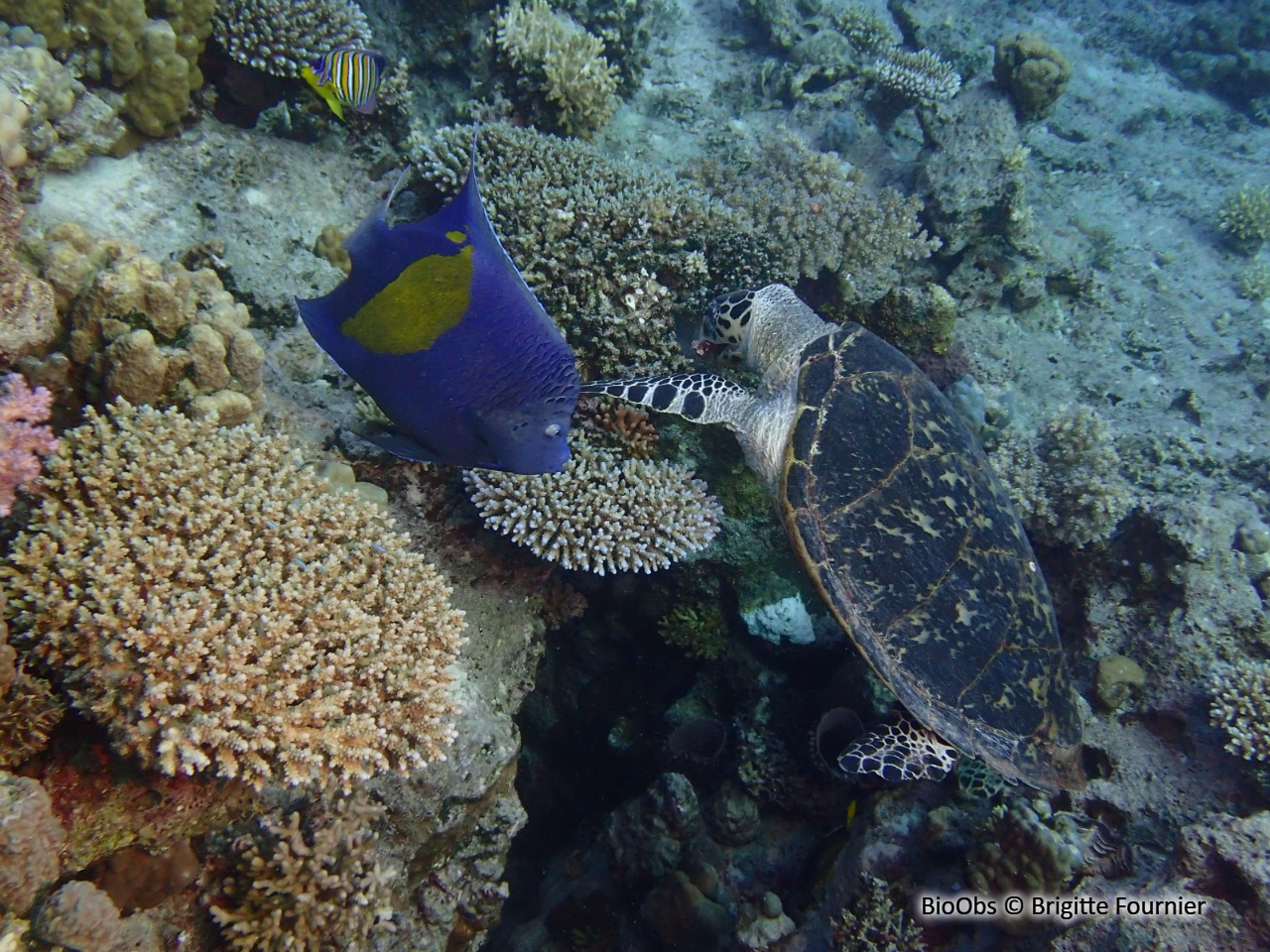 Poisson Ange Géographe - Pomacanthus maculosus - Brigitte Fournier - BioObs