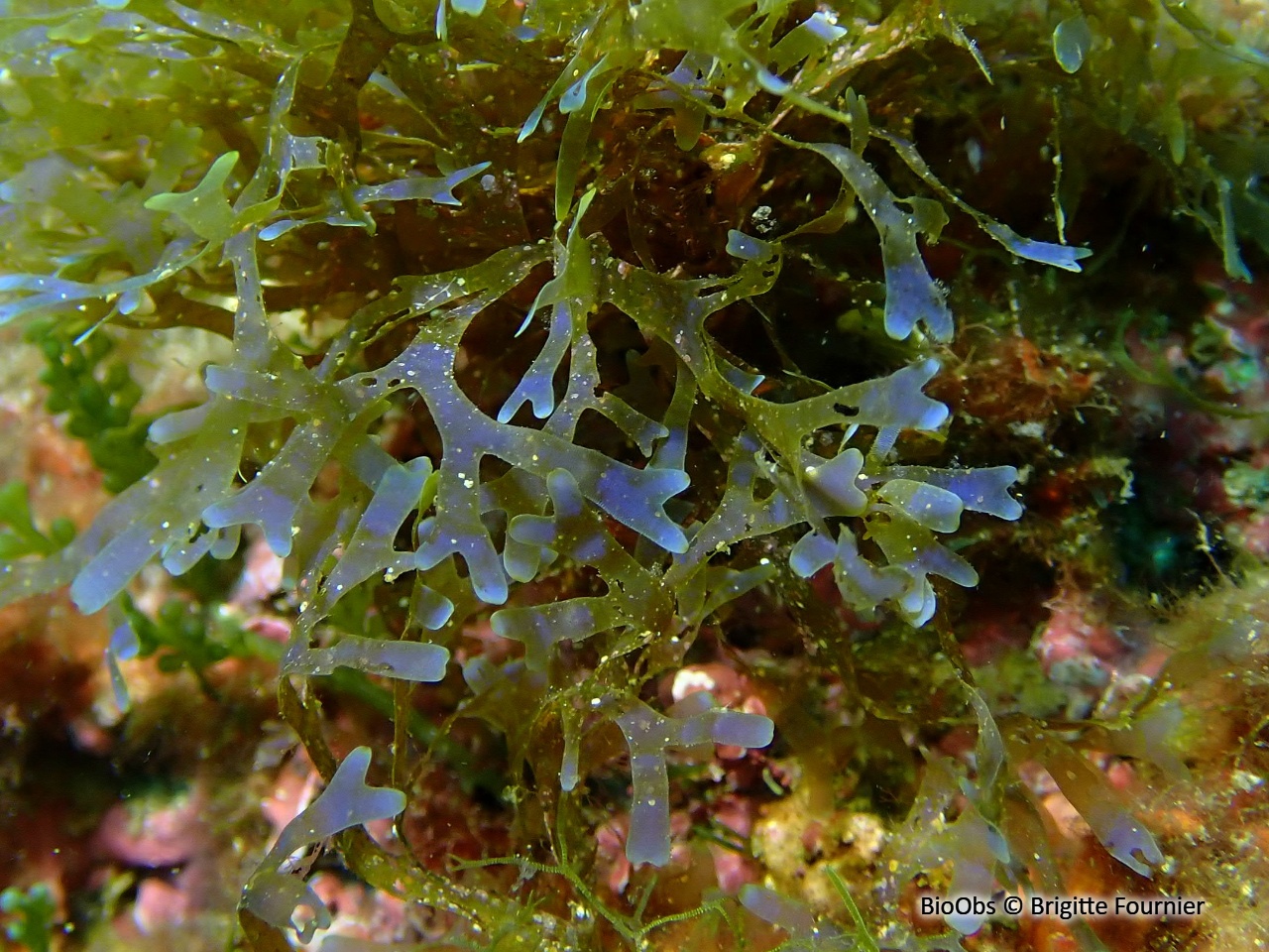 Dictyote - Dictyota dichotoma - Brigitte Fournier - BioObs