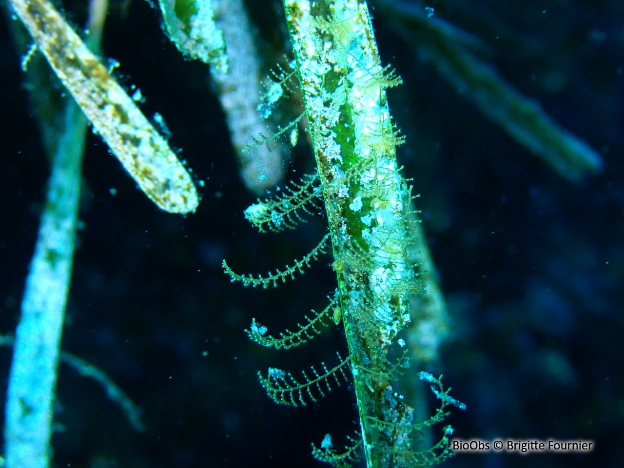 Aglaophenia à crochets - Aglaophenia harpago - Brigitte Fournier - BioObs