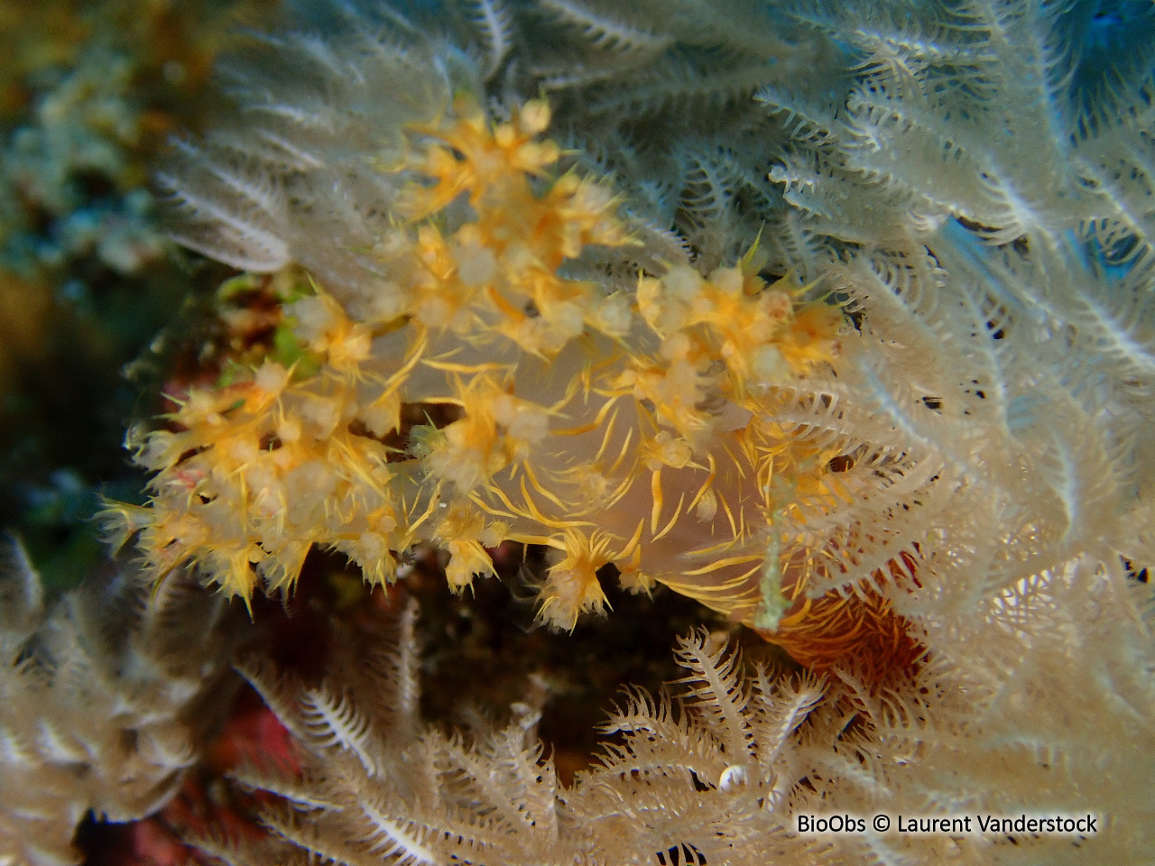 Alcyonaire épineux - Dendronephthya spp. - Brigitte Fournier - BioObs