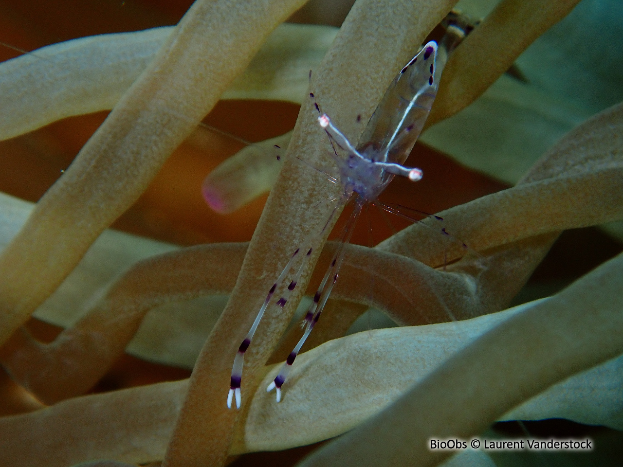 Crevette des anémones à longs bras - Ancylomenes longicarpus - Brigitte Fournier - BioObs