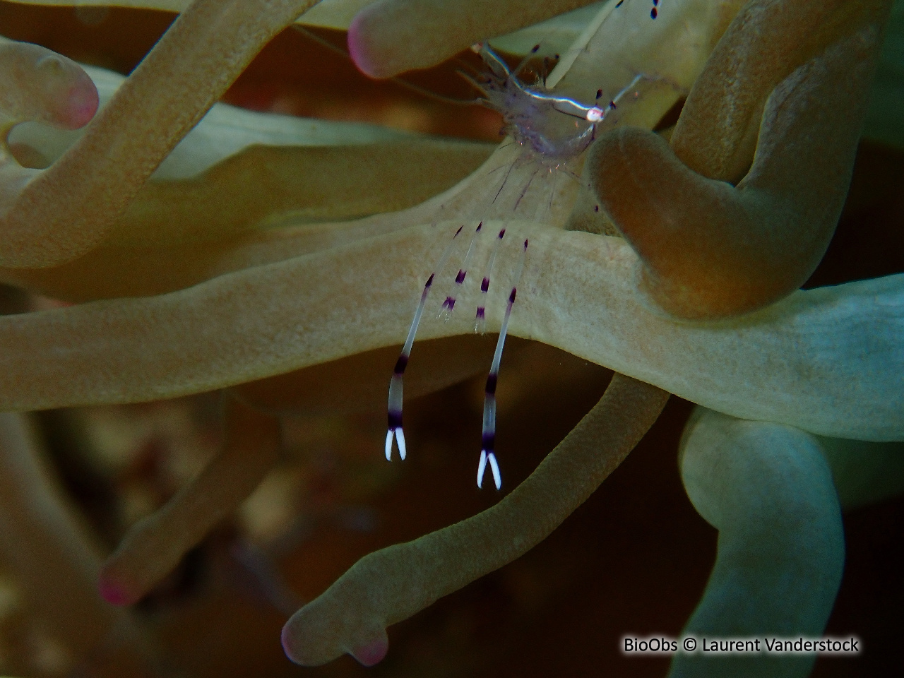 Crevette des anémones à longs bras - Ancylomenes longicarpus - Brigitte Fournier - BioObs