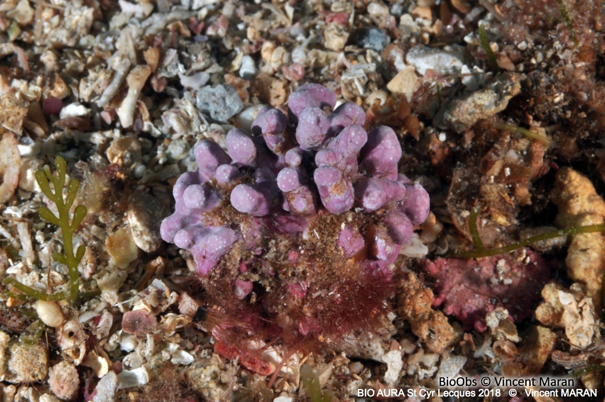 Maërl - Phymatolithon calcareum - Brigitte Fournier - BioObs