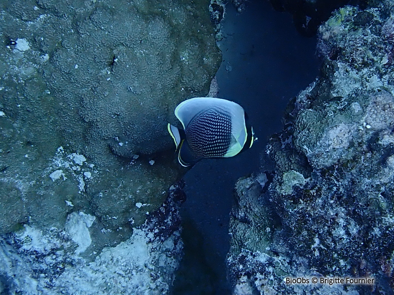 Poisson-papillon réticulé - Chaetodon reticulatus - Brigitte Fournier - BioObs