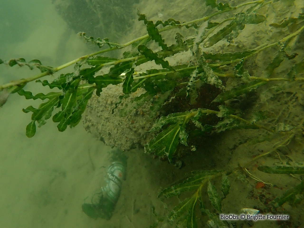 Potamot crépu - Potamogeton crispus - Brigitte Fournier - BioObs