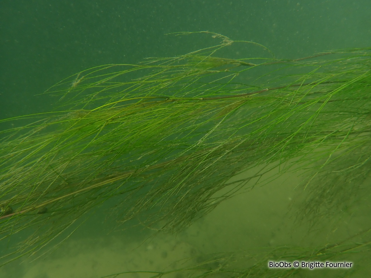 Potamot pectiné - Stuckenia pectinata - Brigitte Fournier - BioObs