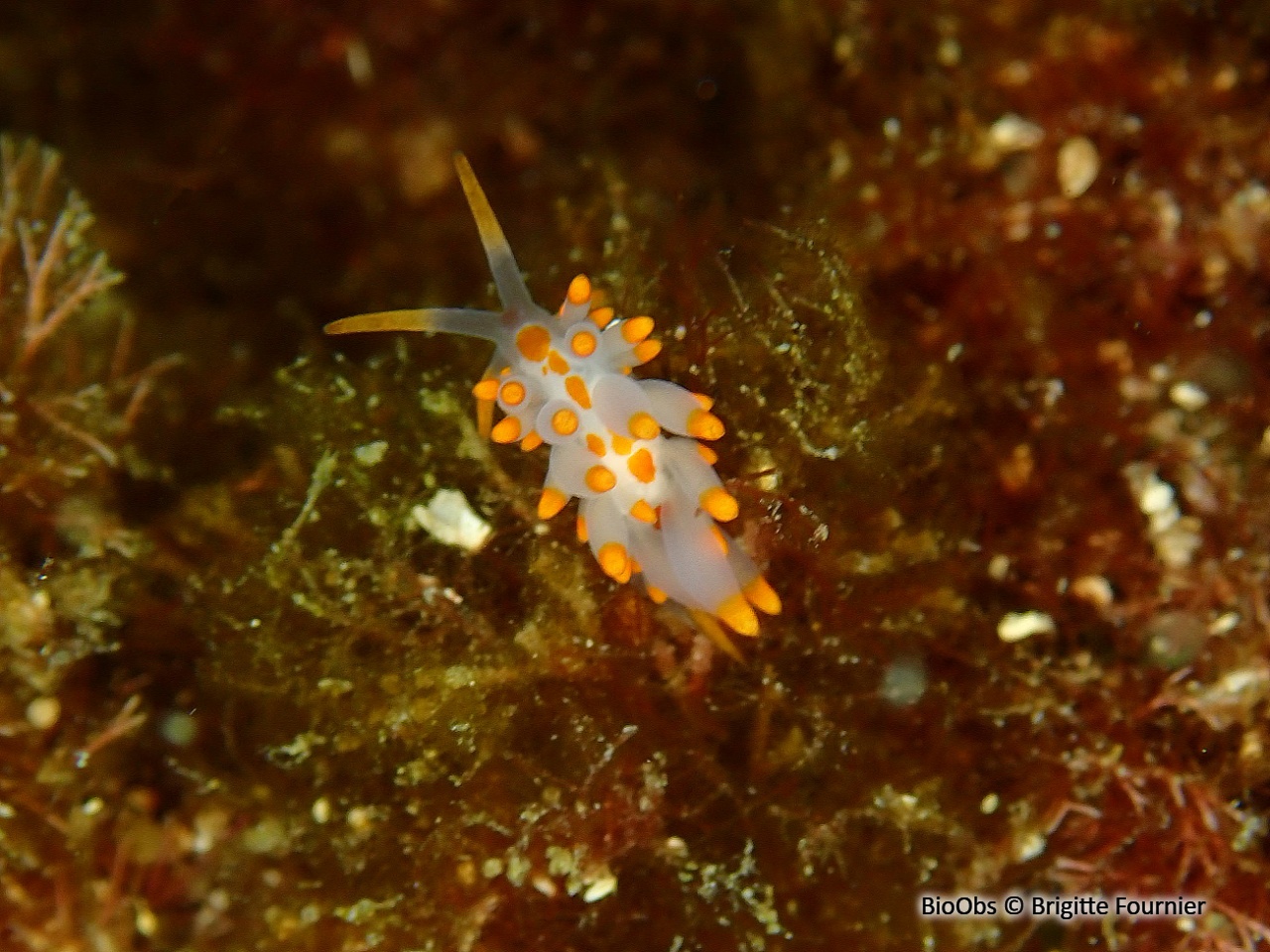 Eolis de Farran - Amphorina farrani - Brigitte Fournier - BioObs