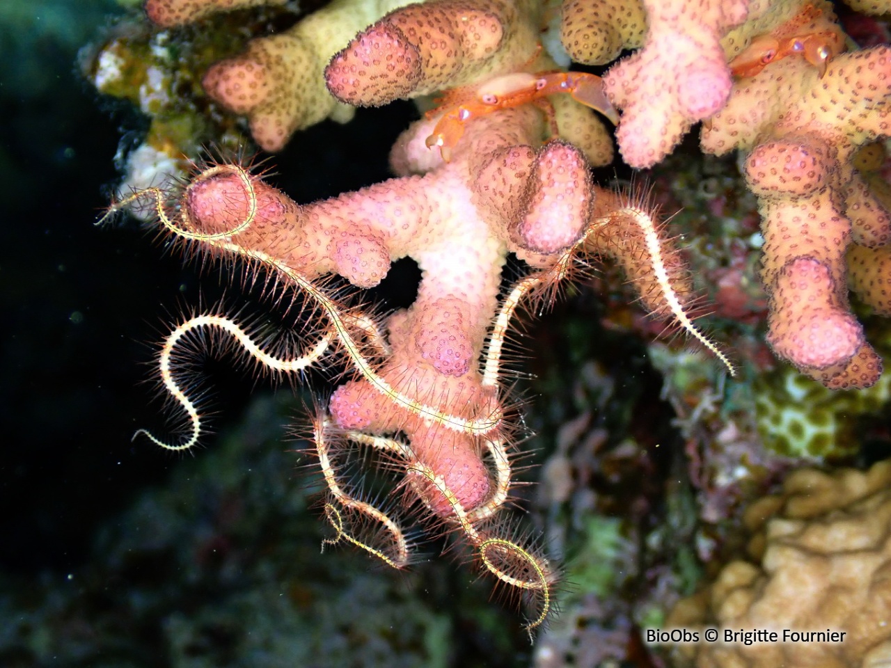 Ophiure de Savigny - Ophiothrix (Ophiothrix) savignyi - Brigitte Fournier - BioObs