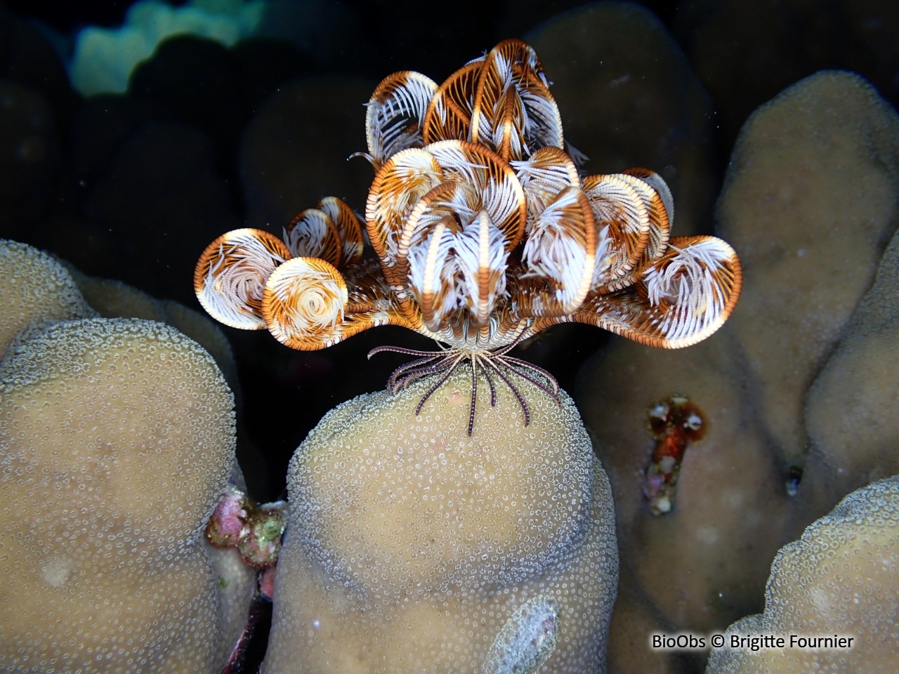 Comatule de l'Indo-Pacifique - Stephanometra indica - Brigitte Fournier - BioObs