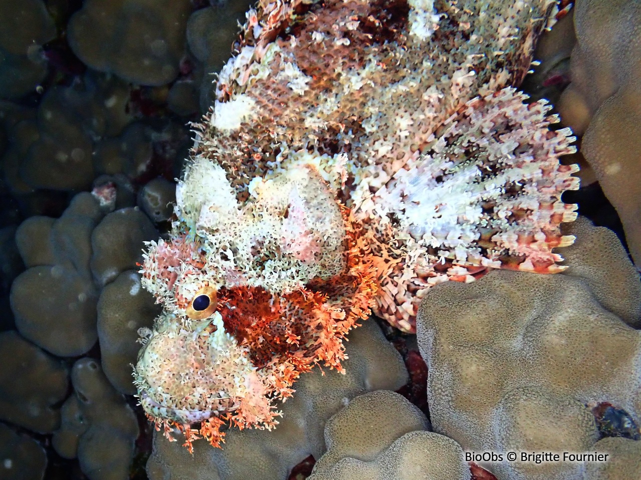 Poisson-scorpion à houppes - Scorpaenopsis oxycephala - Brigitte Fournier - BioObs