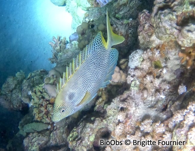 Poisson-lapin marguerite - Siganus stellatus - Brigitte Fournier - BioObs