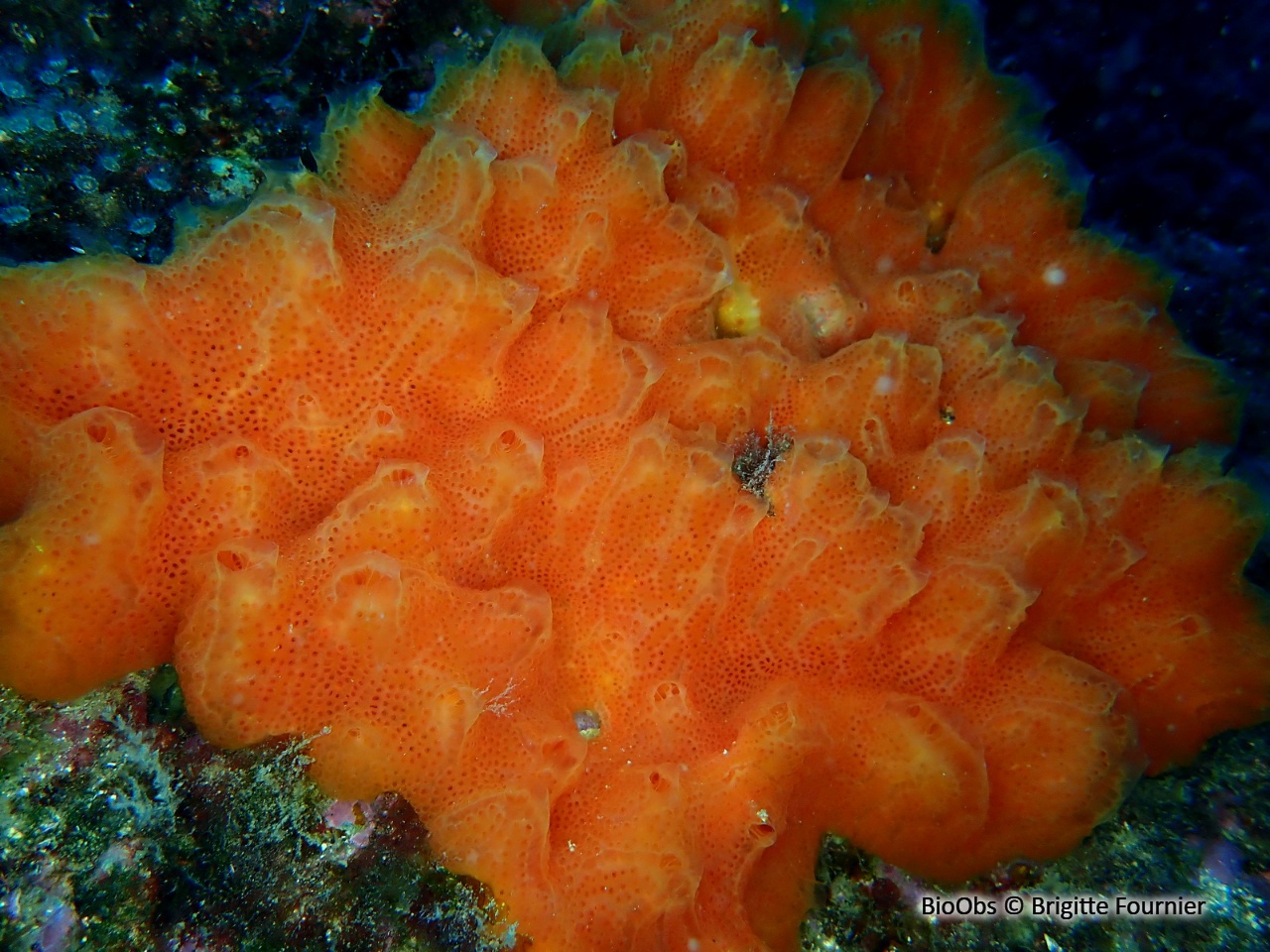 Amaroucium - Aplidium pseudolobatum - Brigitte Fournier - BioObs