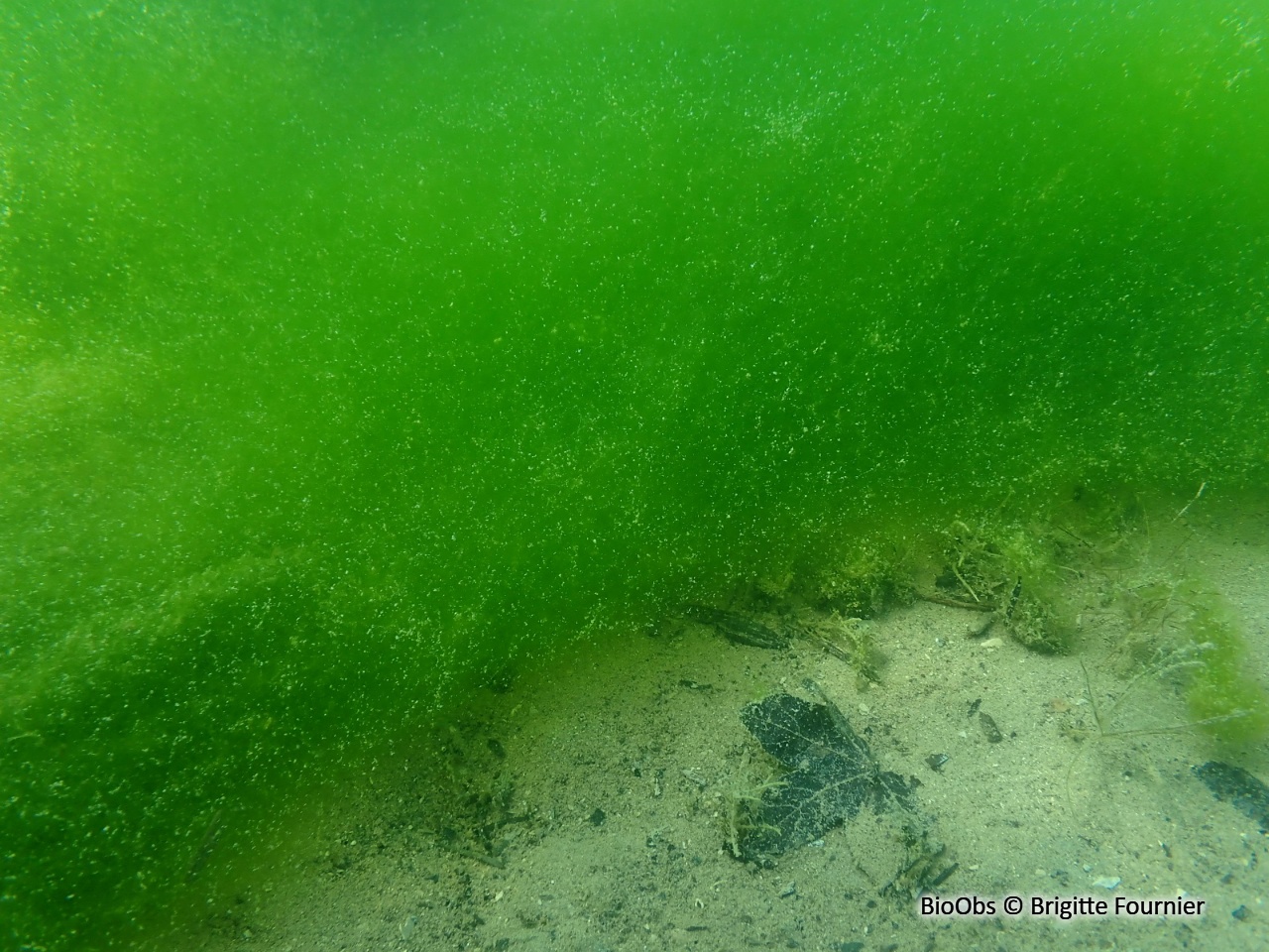 Spirogyre - Spirogyra sp. - Brigitte Fournier - BioObs