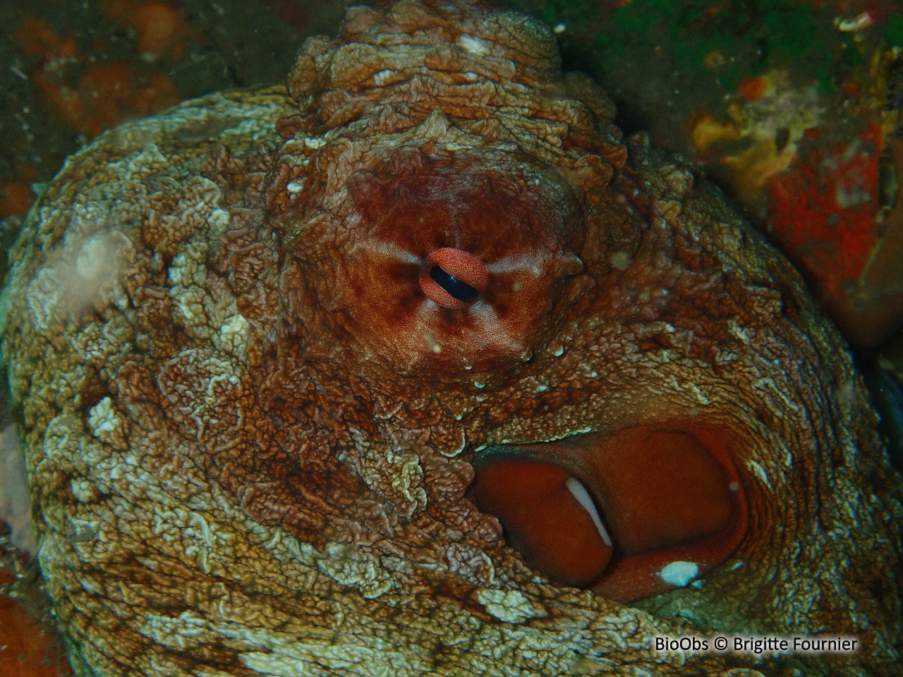 Poulpe de récif - Octopus cyanea - Brigitte Fournier - BioObs