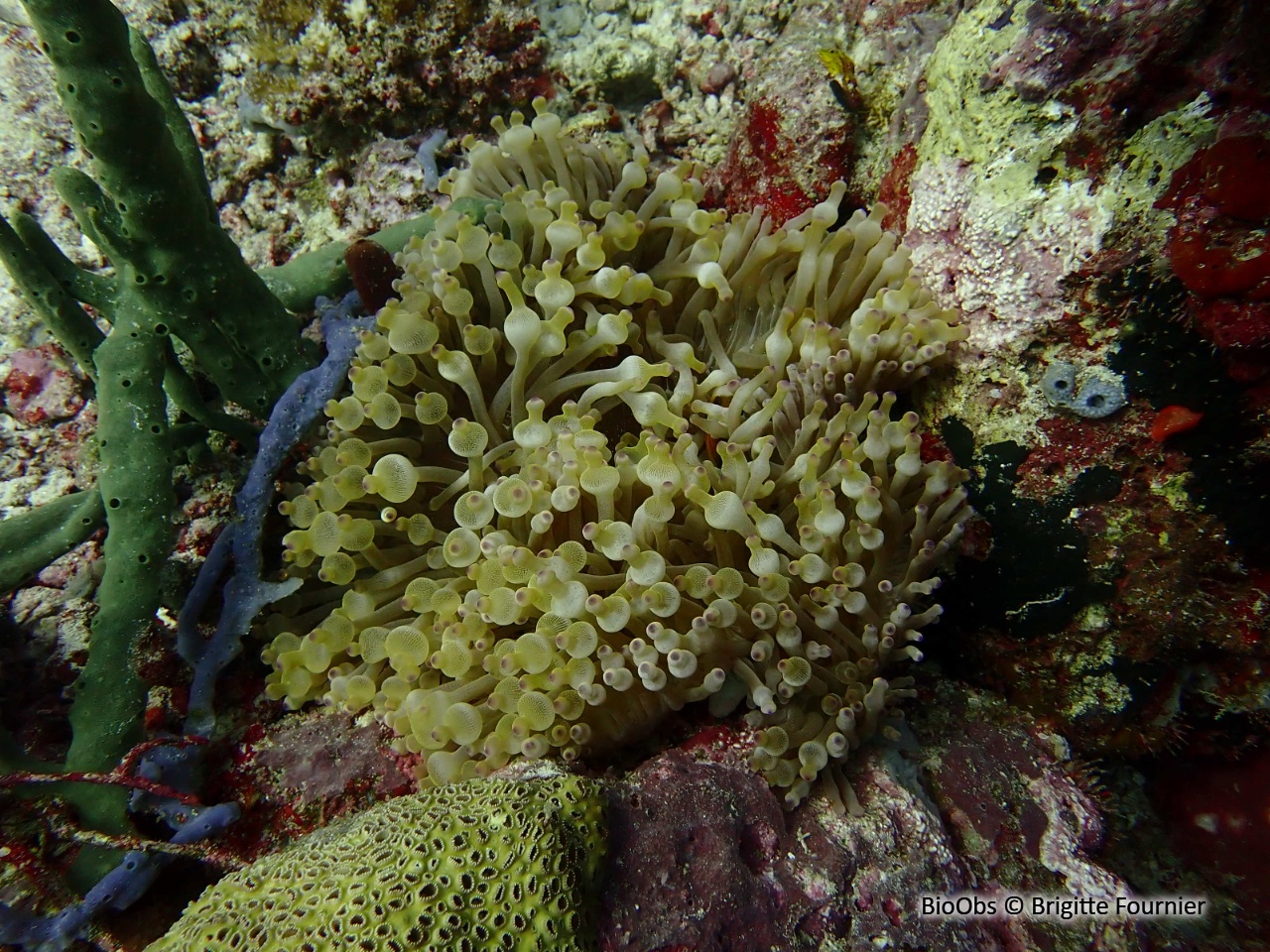Anémone à bouts renflés - Entacmaea quadricolor - Brigitte Fournier - BioObs