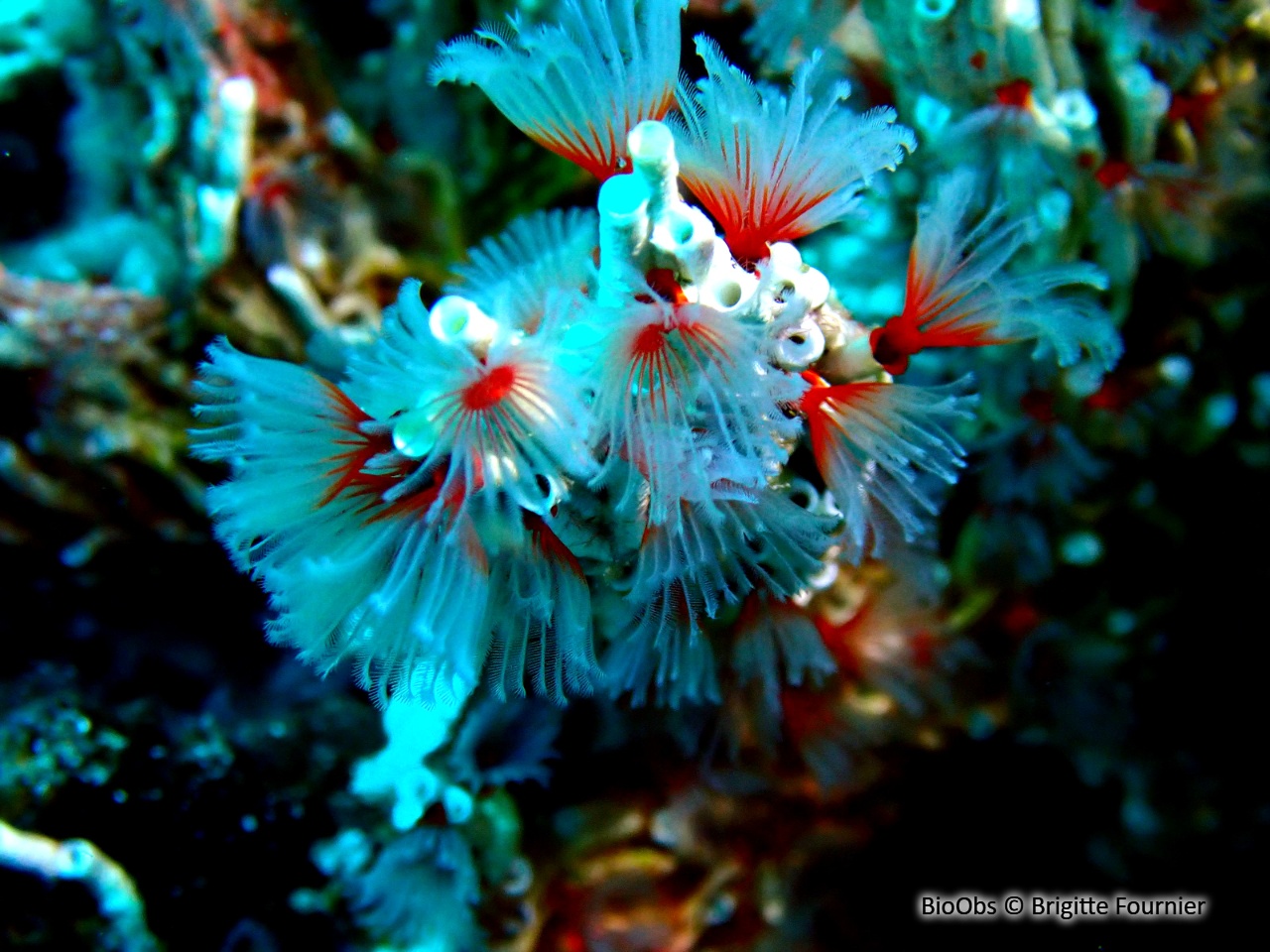 Salmacine Océan Indien - Filogranella elatensis - Brigitte Fournier - BioObs