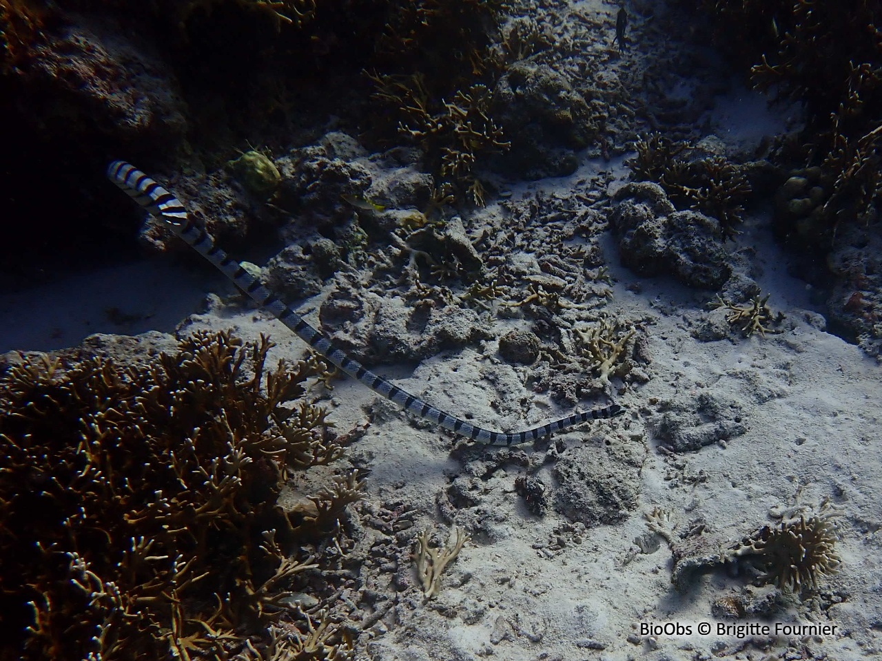 Tricot rayé - Laticauda laticaudata - Brigitte Fournier - BioObs