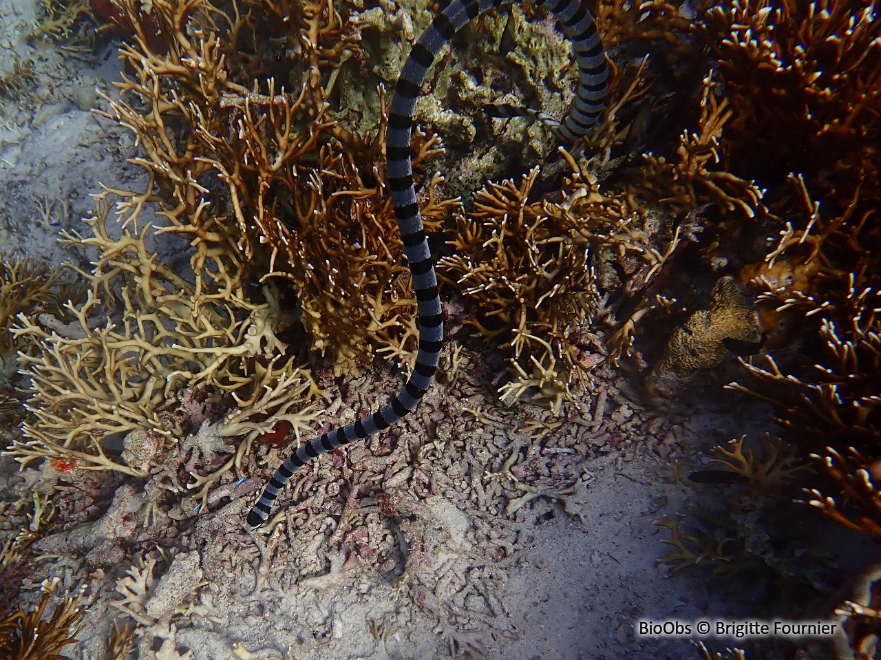Tricot rayé - Laticauda laticaudata - Brigitte Fournier - BioObs