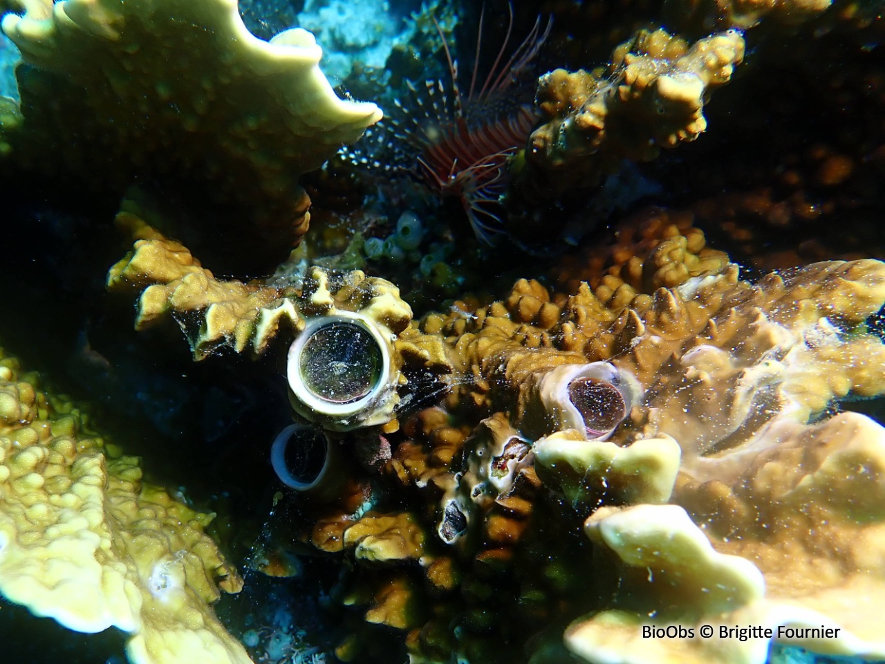 Grand vermet tropical - Ceraesignum maximum - Brigitte Fournier - BioObs